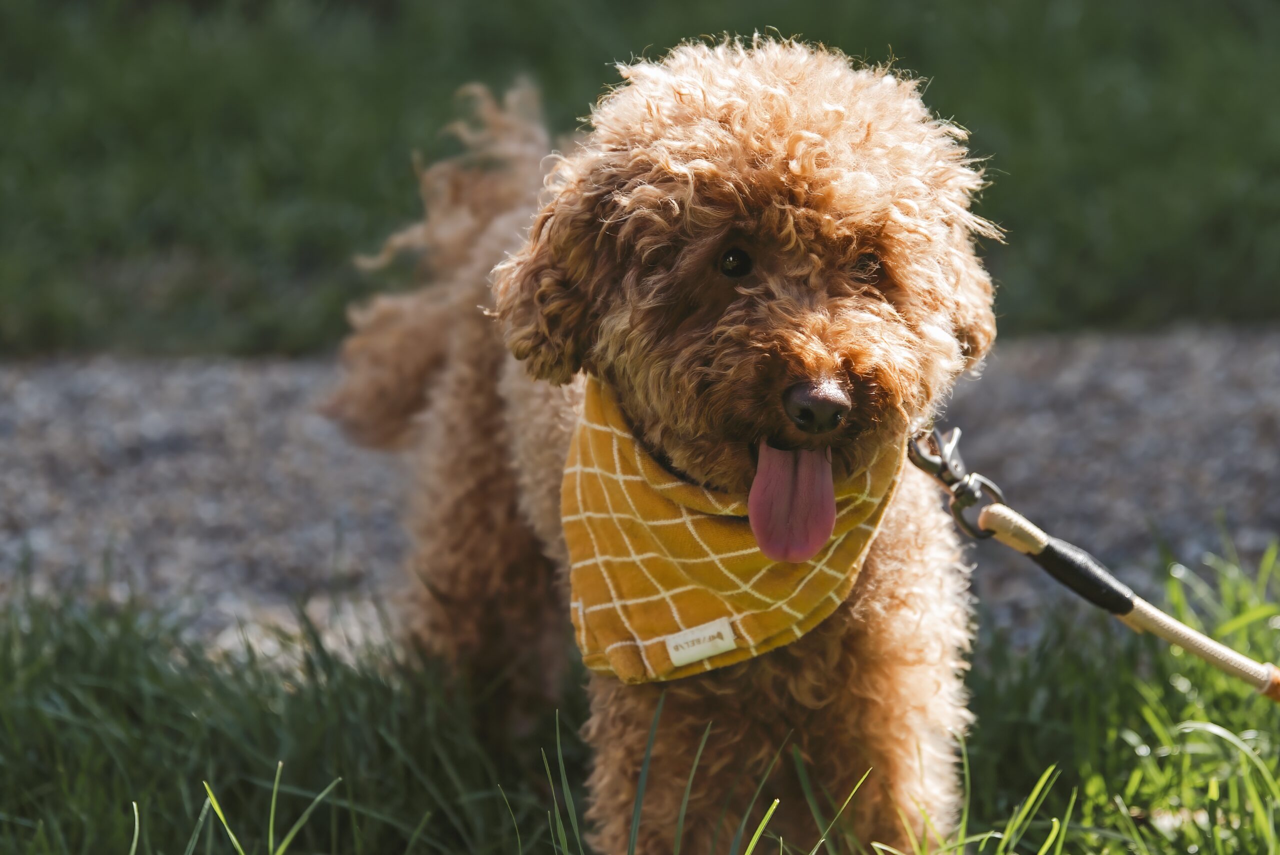 Hochzeiten – Hund